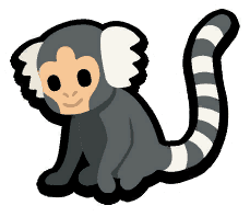 Marmoset